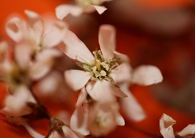 Prunus spinosa rosaceae