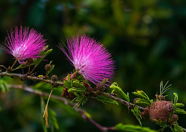 Pink purple wild flower