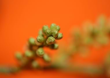 Prunus lusitanica fruits