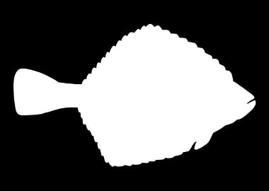 Flounder