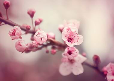 Pink cherry blossom flower