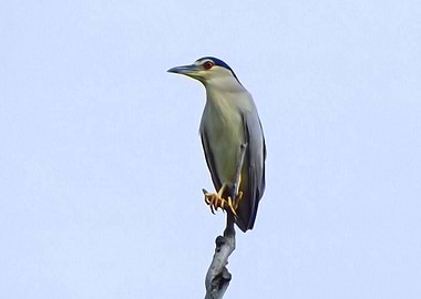Night heron
