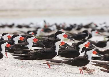 Black Skimmer