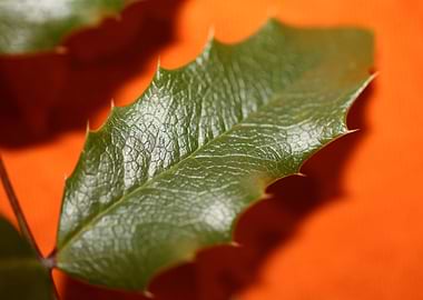 Berberis aquifolium macro