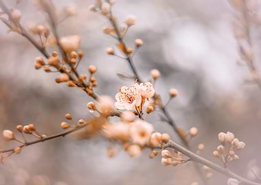 Spring trees,pastel flower