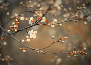 Spring trees, white flower