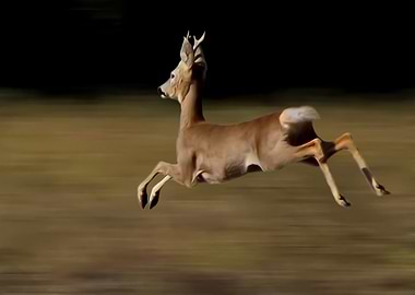 Jumping roebuck