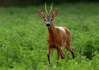 Roebuck