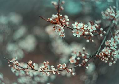 Spring time, flower, tree