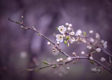 Spring trees, white flower