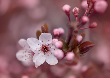 Pink cherry blossom flower