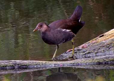 Common moorhen