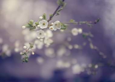 Spring trees, white flower