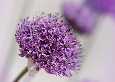 Pink and purple flower