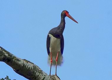 Black stork