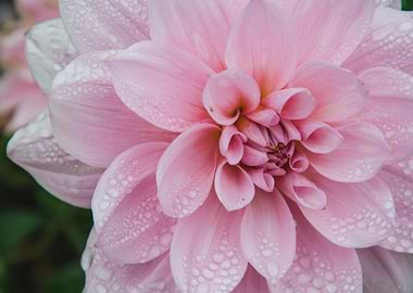 Pretty Dahlia