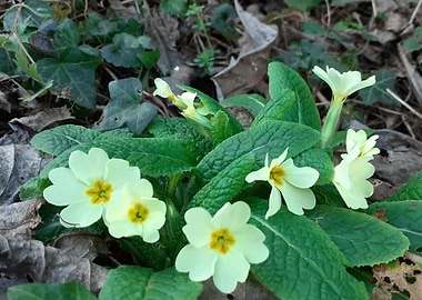 primula flower