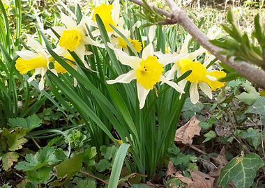 yellow flower narcisse
