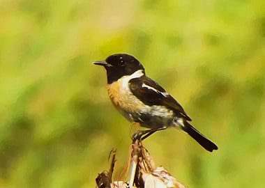 Stonechat