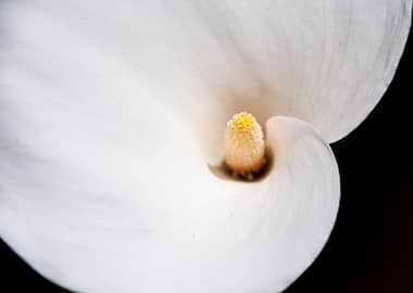 Calla Lily
