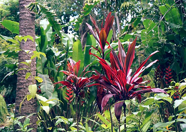 jungle red green plant