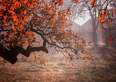 Autumn foggy dawn in park