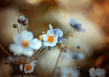 Anemone,white macro flower