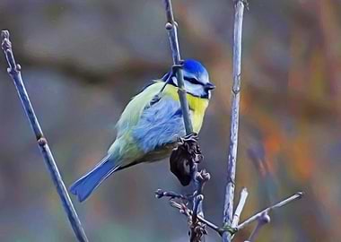 Blue tit