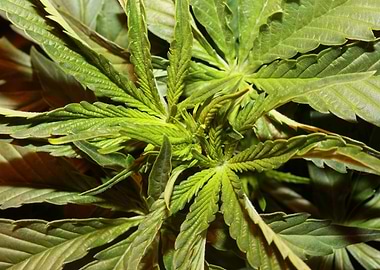 Cannabis indica leaves
