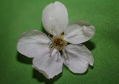 Prunus white flower macro