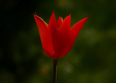 Red tulip