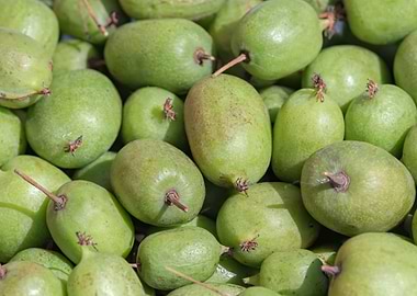 mini kiwi in the farm