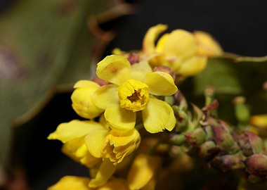 Berberis aquifolium flower