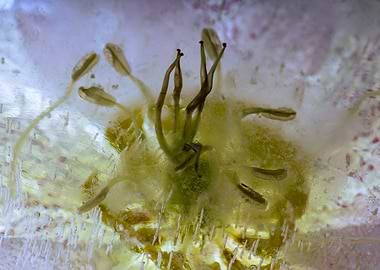 Lenten rose in ice 3