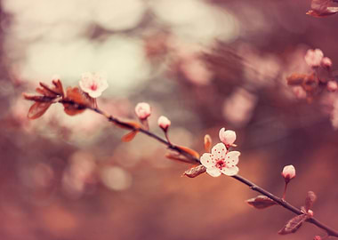 Spring trees, pink flower