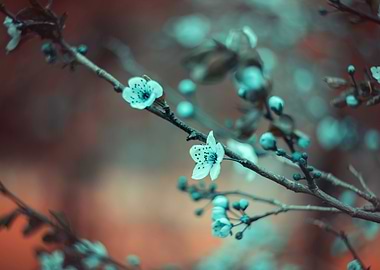 Spring trees, white flower