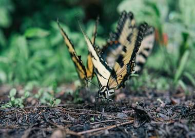 two butterfly floor black
