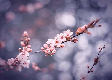 Pink cherry blossom flower