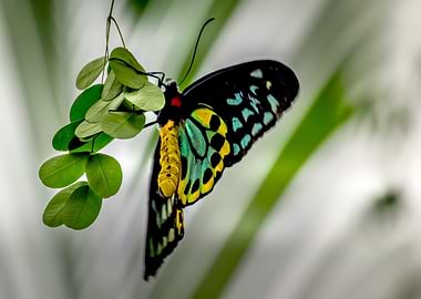 blue yelow green plant