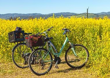 Bicycles at Mustard Field