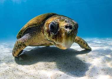 Sea turtle love