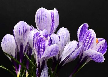 Crocus Flower
