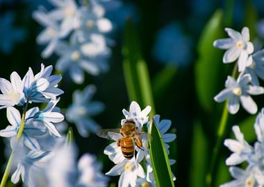 Beautiful bee in spring