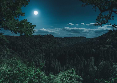 Black forest