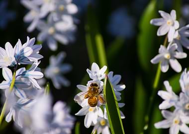 Dreamlike Bee with flowers