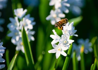Bee Flying in Pollination