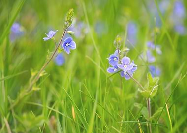Blue flower, summer meadow