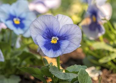 violet in the garden