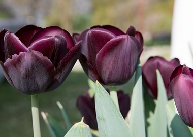 tulip flower in spring
