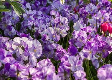 violet in the garden